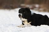 BORDER COLLIE 1163